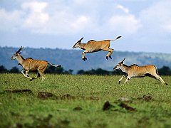 Jumping Contest, Cape Eland, Kenya, Africa